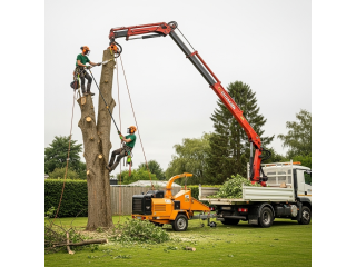Safe and Efficient Tree Removal Brighton by Adelaide Tree Removals