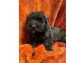 scottish-terrier-puppies-for-sale-small-1