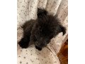 best-scottish-terrier-puppies-for-sale-small-1