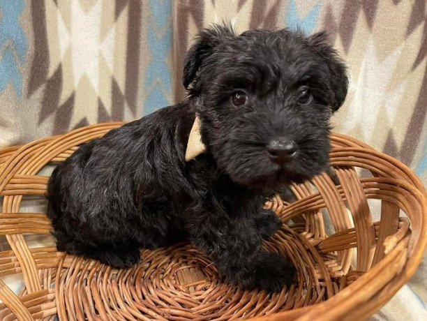 best-scottish-terrier-puppies-for-sale-big-0