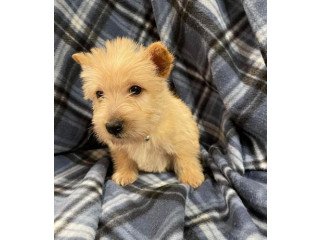 Scottish Terrier Puppies for Sale!