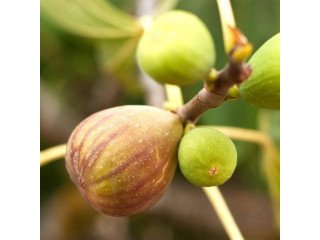 Premium Tissue Culture Plants & Nutrient Boosters