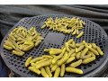 premium-indian-gherkin-exporters-global-quality-small-0