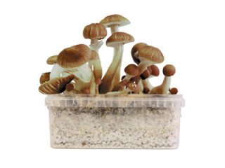 Get the best packages of Magic mushrooms grow kit