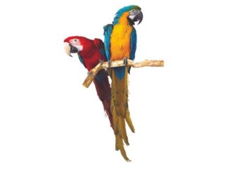 Talking Parrots for Sale