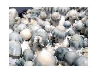 Buy Magic Mushroom Spores For Sale For Medical Benefits