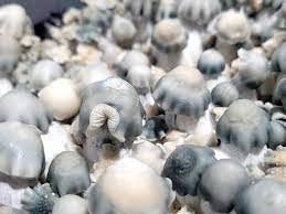 buy-magic-mushroom-spores-for-sale-for-medical-benefits-big-0