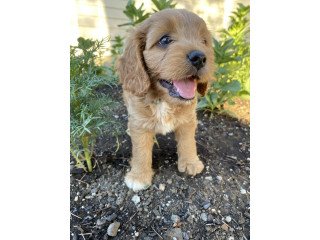 Cavapoo Puppies For Sale