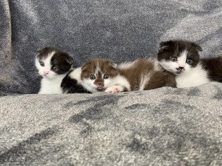 Scottish Fold Cats For Sale