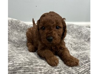Golden Doodle Puppies For Sale