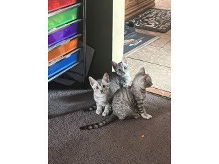 Bengal Cats For Sale
