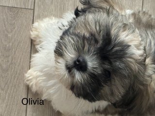 Shih Tzu Puppies For Sale