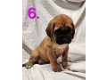 cane-corso-puppies-for-sale-small-0