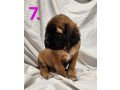 cane-corso-puppies-for-sale-small-1