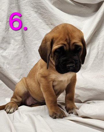 cane-corso-puppies-for-sale-big-0