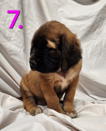 cane-corso-puppies-for-sale-big-1