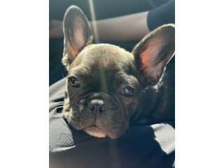 French Bulldog Puppies For Sale