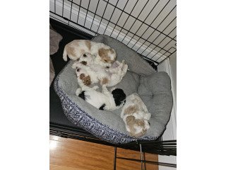 Miniature Poodle Puppies For Sale