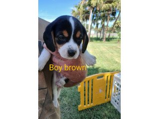 Beagle Puppies For Sale