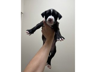 American Bully Puppies For Sale
