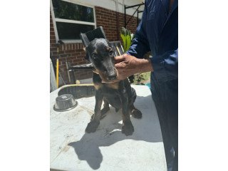 Doberman Pinscher Puppies For Sale