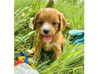 Cavapoo Puppies For Sale