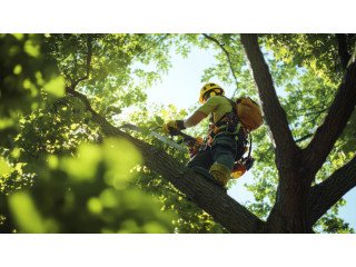 Martha's Vineyard Tree Trimming