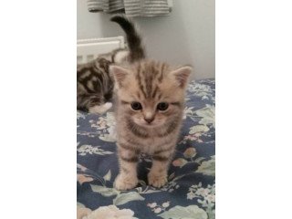 Beautiful American Shorthair Lilli