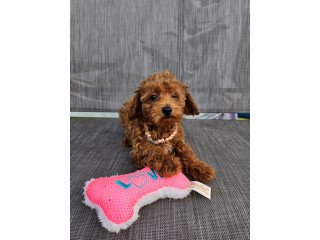 Adorable Toy Poodle Puppies