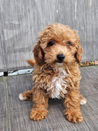 adorable-toy-poodle-puppies-big-1