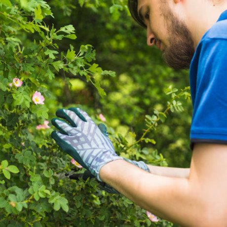 tree-and-shrub-care-services-big-0