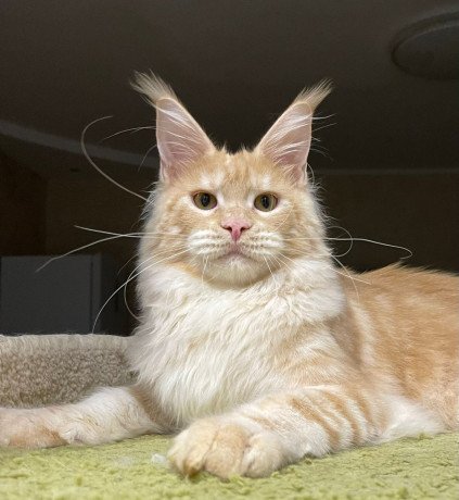 adopt-kitten-big-0
