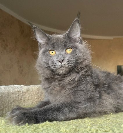 adopt-kitten-big-1