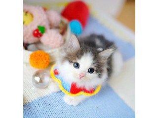 Munchkin cat for sale