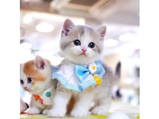 Munchkin cat for sale;