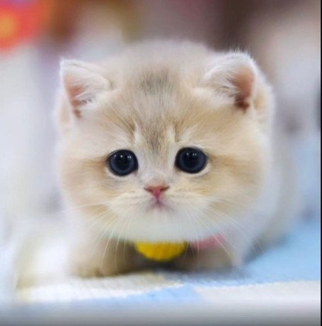 get-your-munchkin-kitten-today-big-0