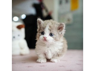 Munchkin cat for sale -Tennessee