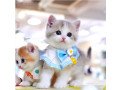 munchkin-cat-for-sale-small-0