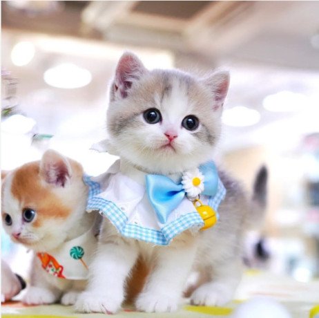 munchkin-cat-for-sale-big-0