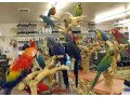 parrots-birds-for-sale-small-1