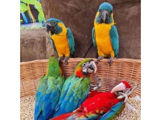 Parrots birds for sale
