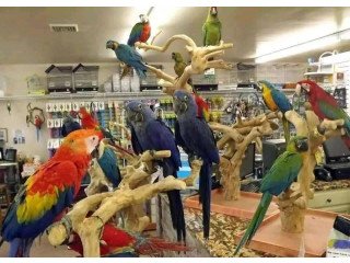 Parrots for sale price