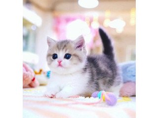 Munchkin cat for sale,,.