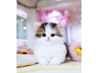 Munchkin cat for sale -FL