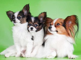 Adorable Papillon Puppies for sale/adoption