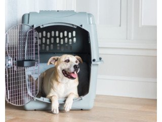 Trusted Dog Relocation Services | Dog Gone Taxi