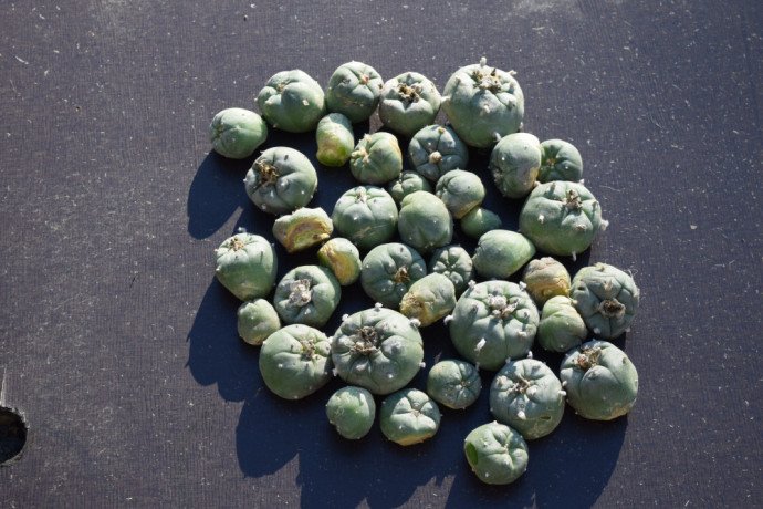 mescaline-for-sale-big-0